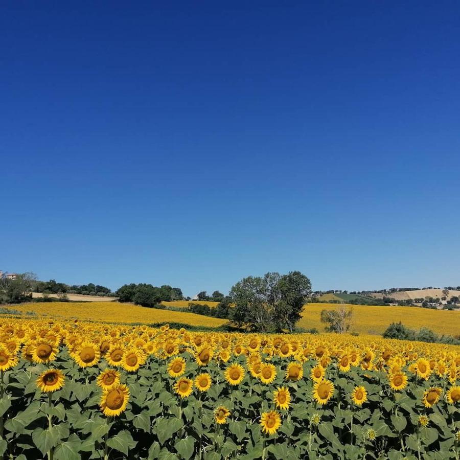 Il Giardino Nella Valle Belvedere Ostrense Exterior foto